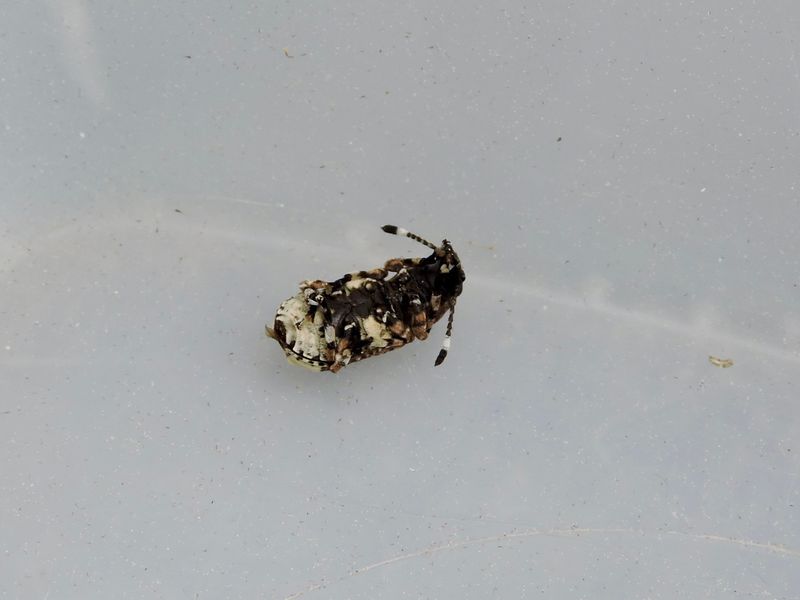 Anthrididae - Plattnosvivlar