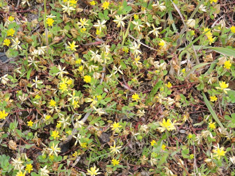 Gula blommor