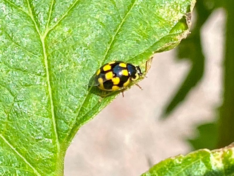 Nyckelpigor - Coccinellidae