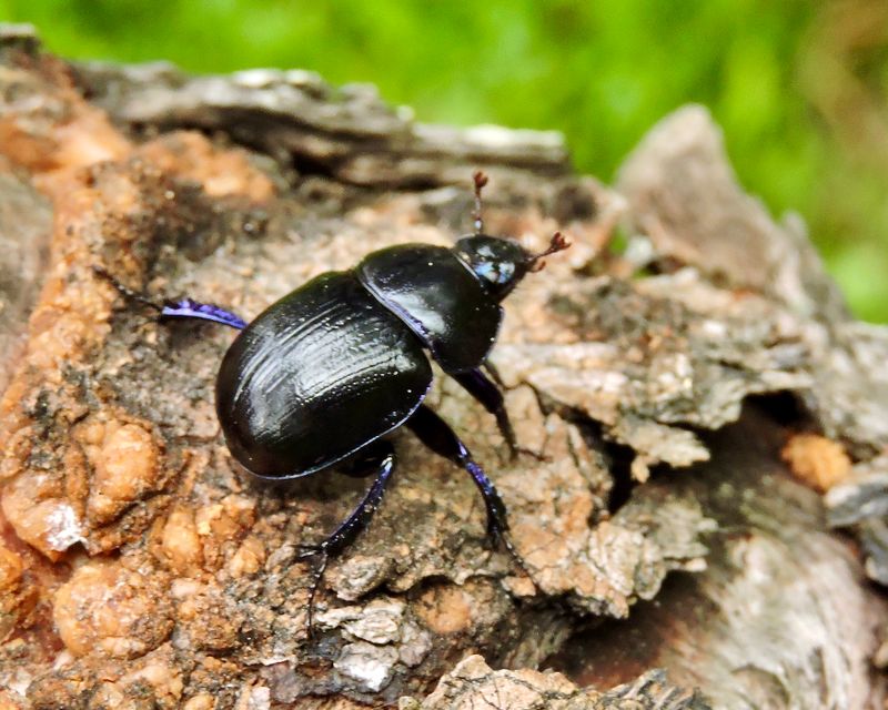 Tordyvlar - Geotrupidae