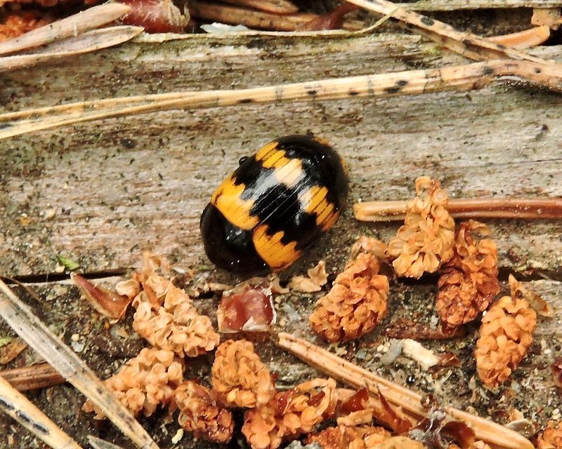 Svartbaggar - Tenebrionidae