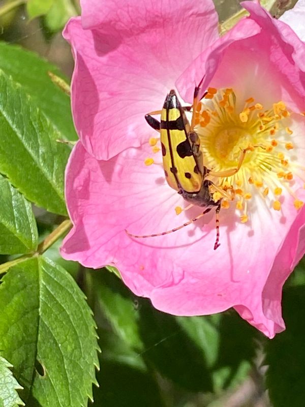 Långhorningar- Cerambycidae