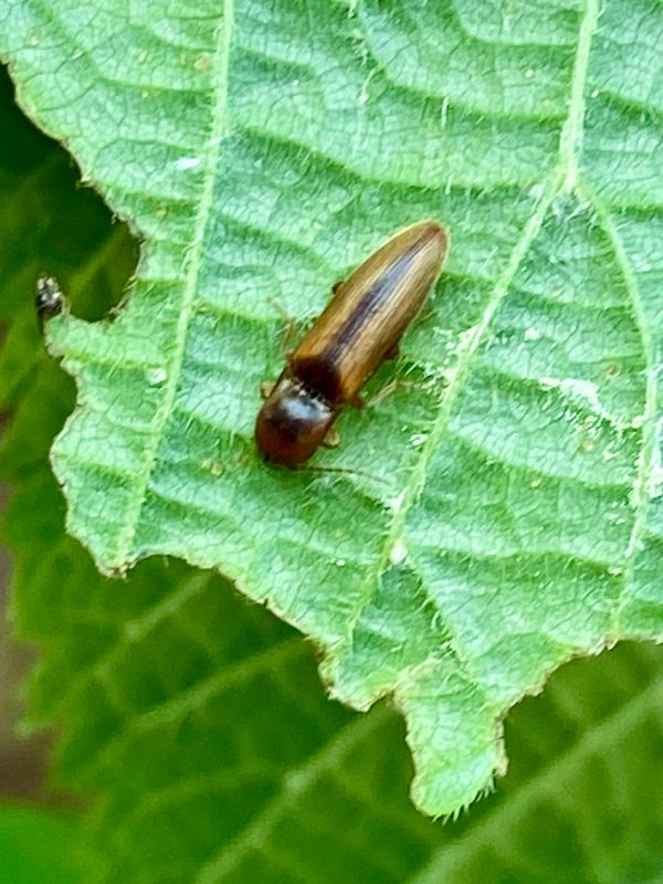 Knäppare - Elateridae