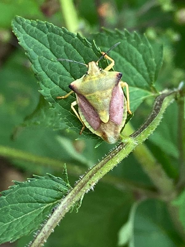 Pentatomoidea - Bärfisar