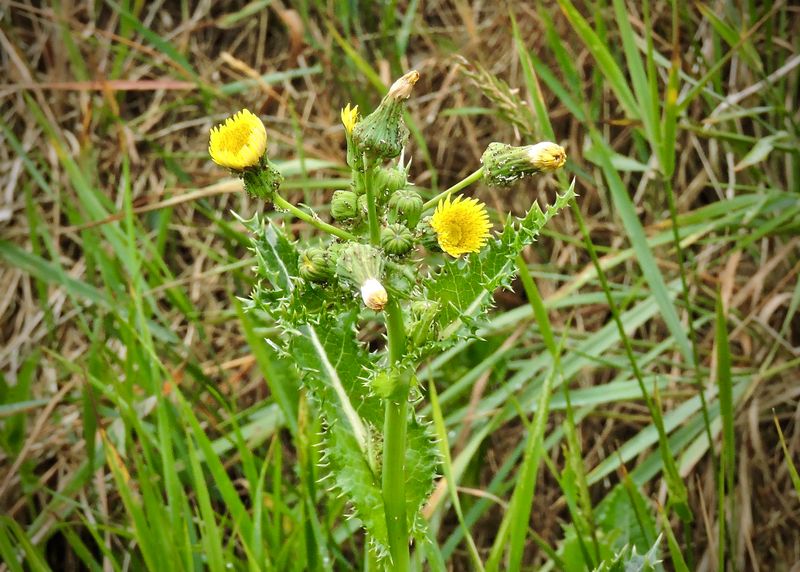 Gula blommor