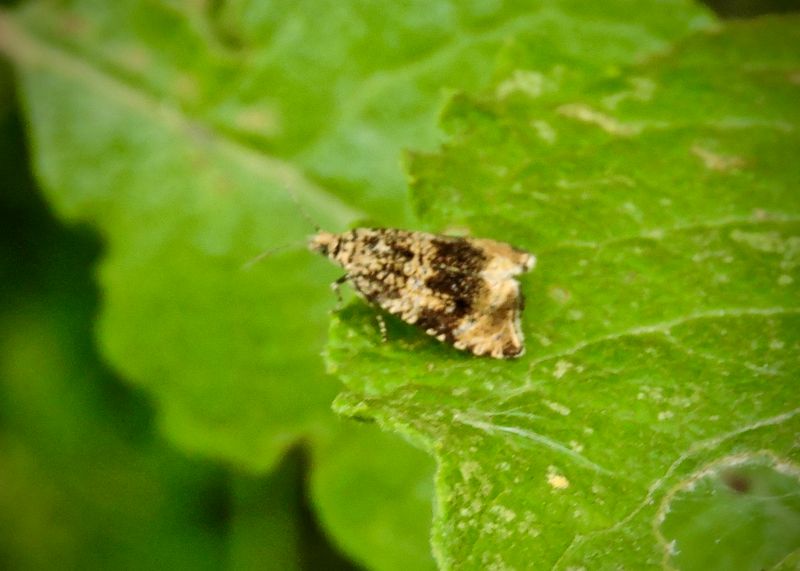 Vecklare - Tortricidae