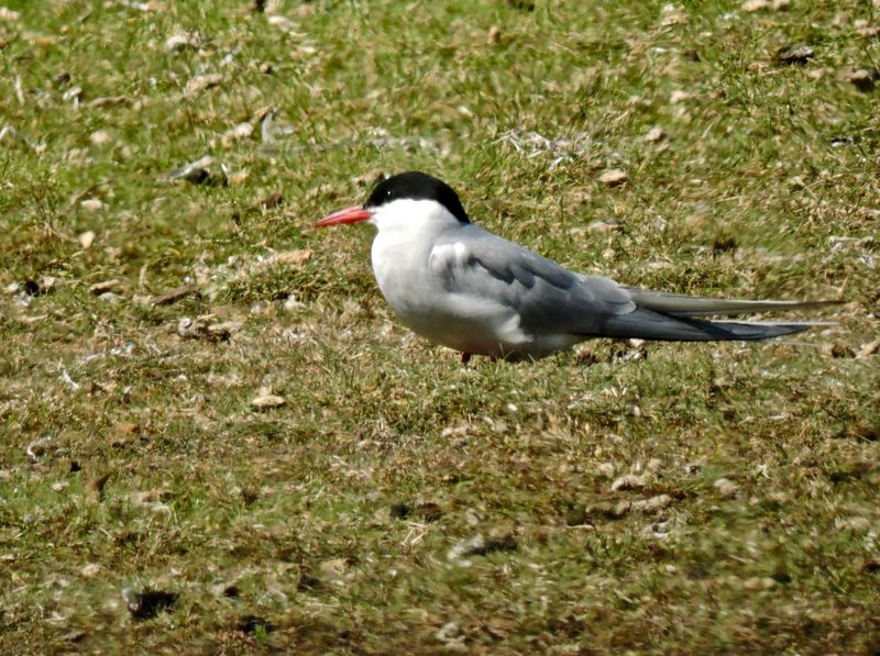 Terns