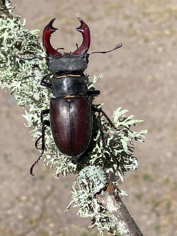 Beetles and Bugs - Sweden
