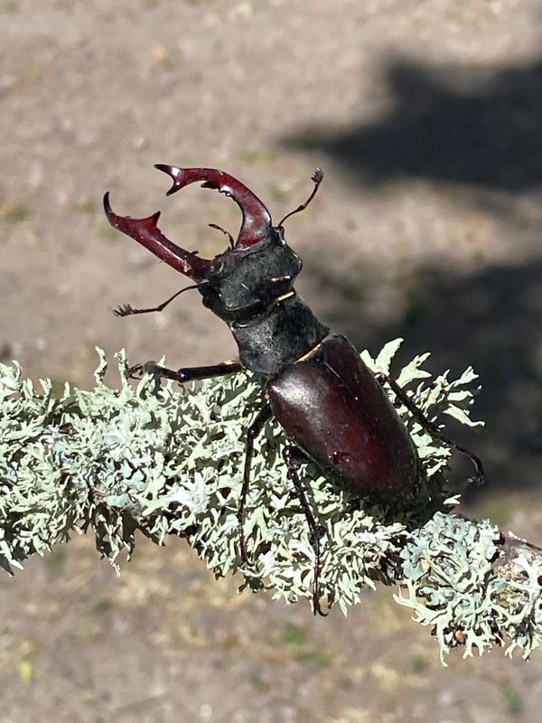 Ekoxbaggar - Lucanidae