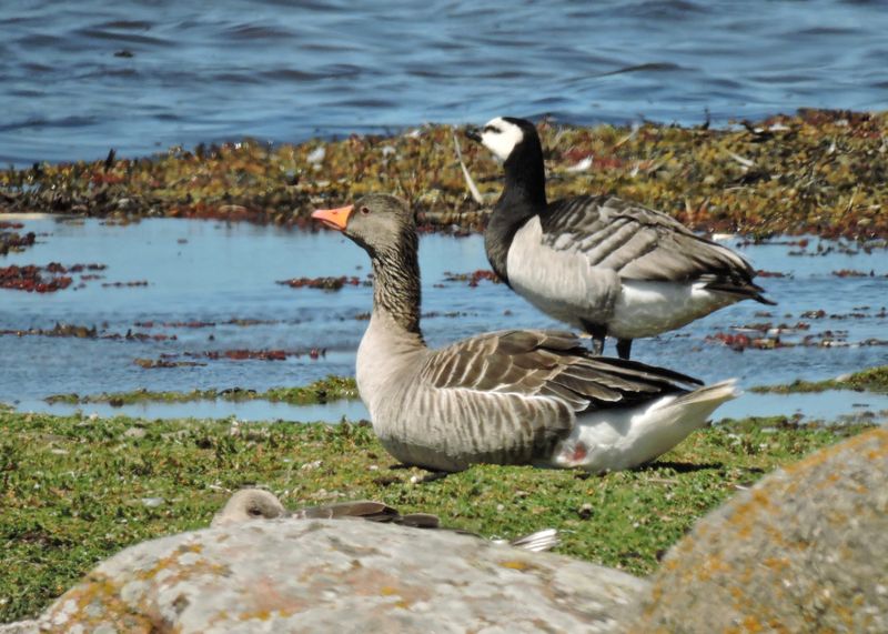Geese
