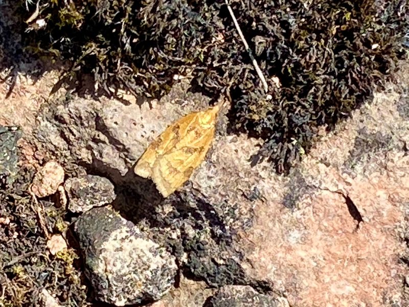Vecklare - Tortricidae