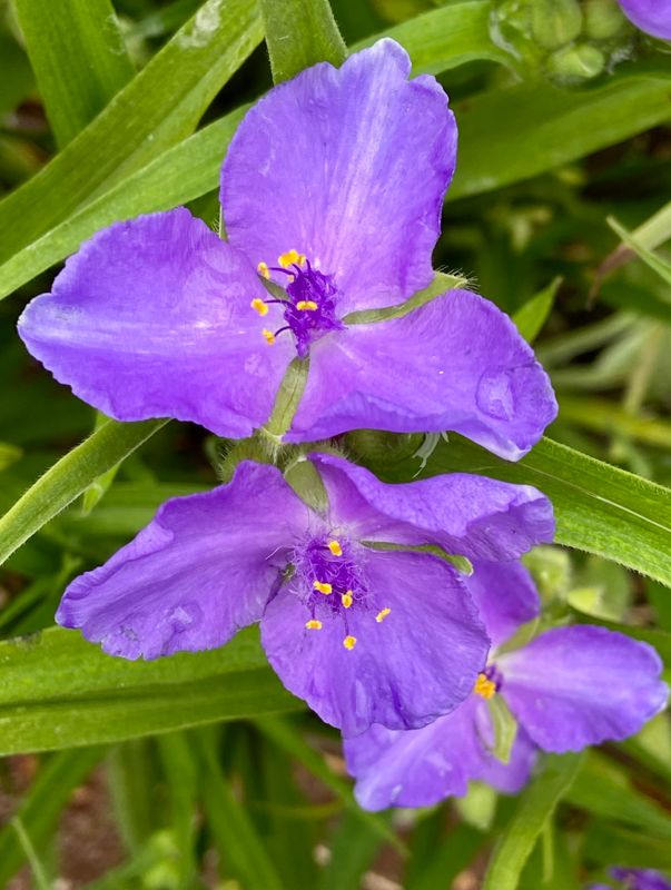 Ohio spiderwort.jpeg