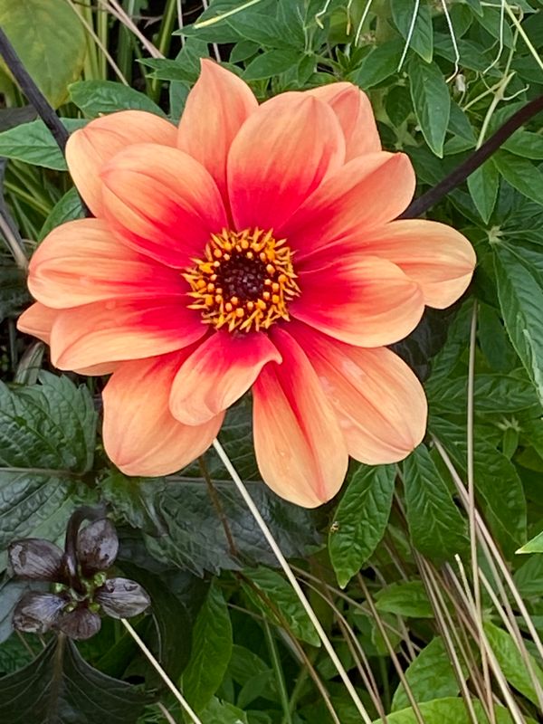 Sommardahlia.jpeg