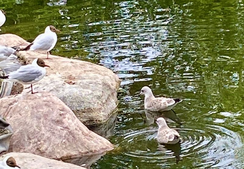 Gulls and Terns