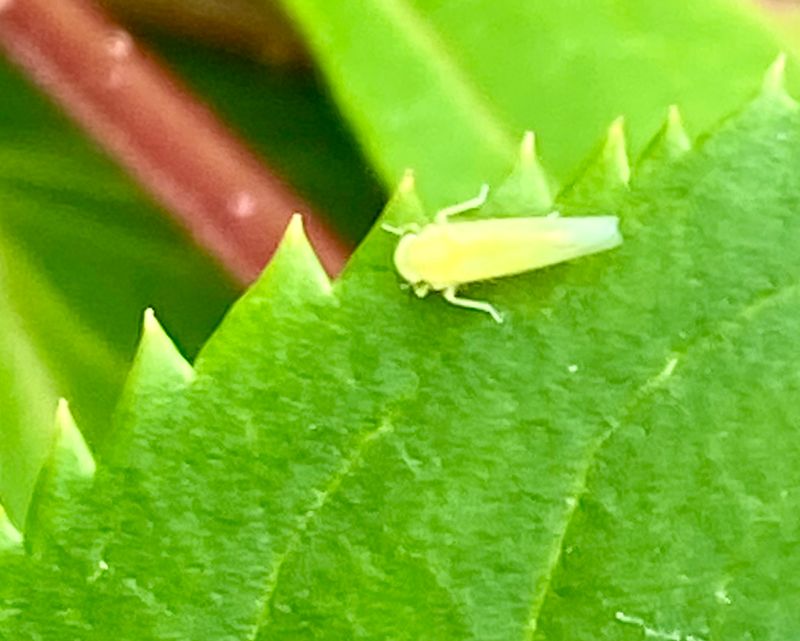 Leafhoppers - Sweden