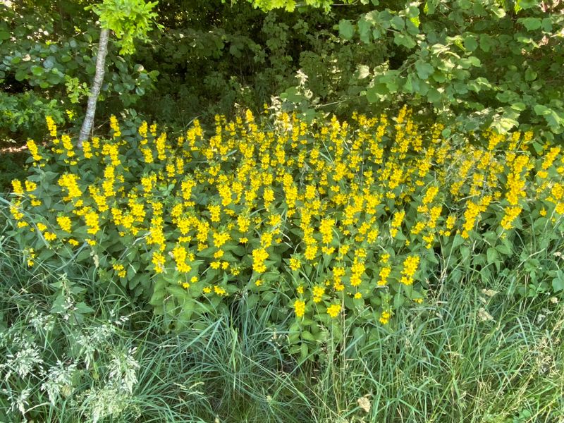 Lysimachia