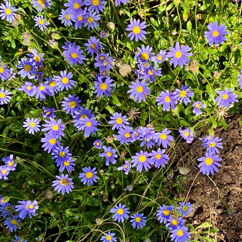 IMG_1415.jpeg