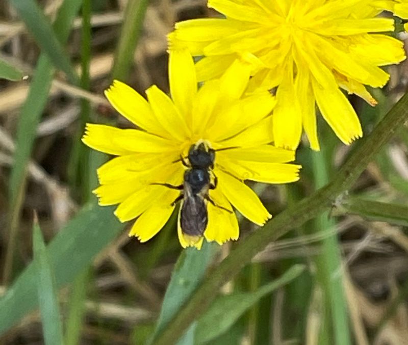 Bees
