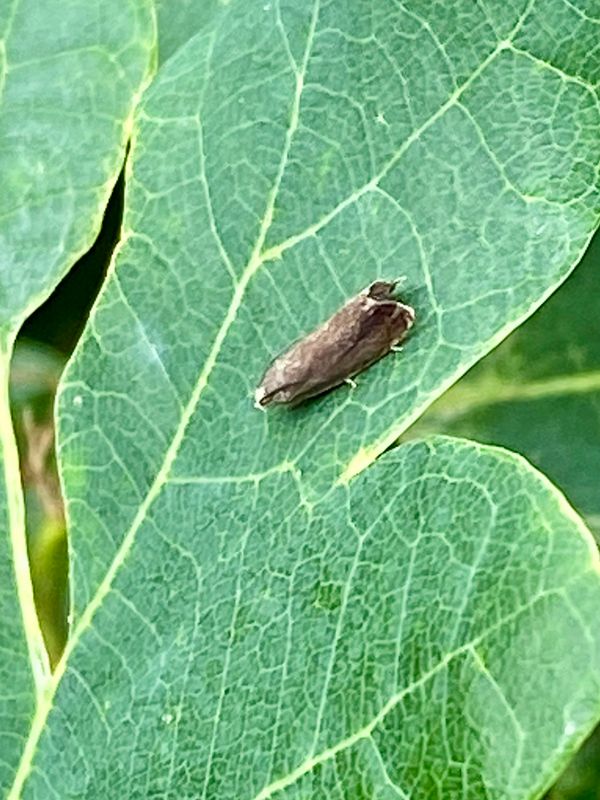 Vecklare - Tortricidae