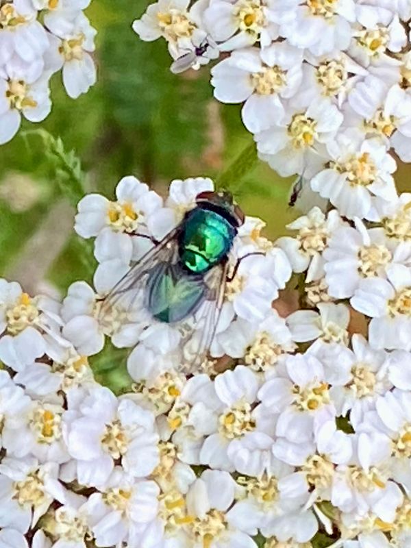 Calliphoridae - Spyflugor
