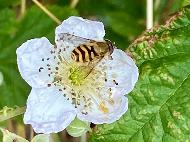 Blomflugor