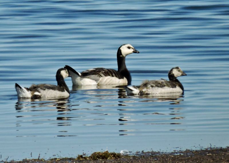 Barnacle Goose