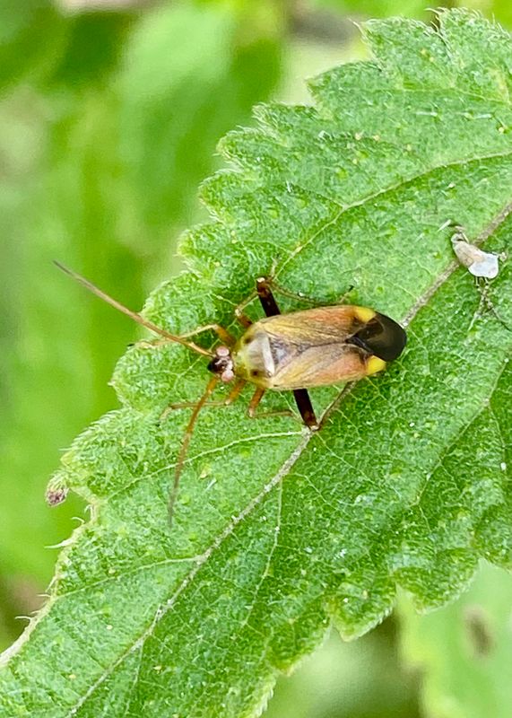 Miridae - Ängsskinnbaggar