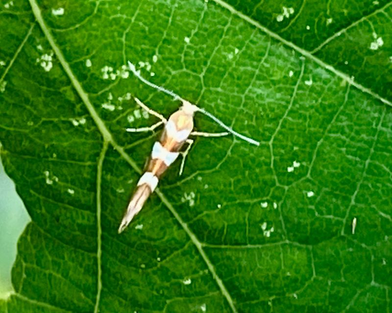 Micro moths - Småfjärilar