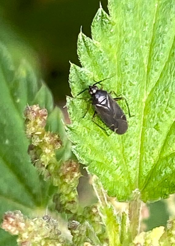 Miridae - Ängsskinnbaggar