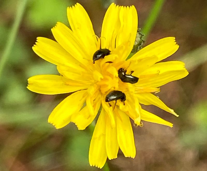 Beetles and Bugs - Sweden