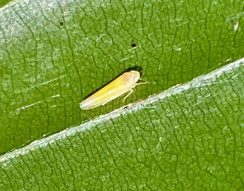 Leafhoppers - Sweden