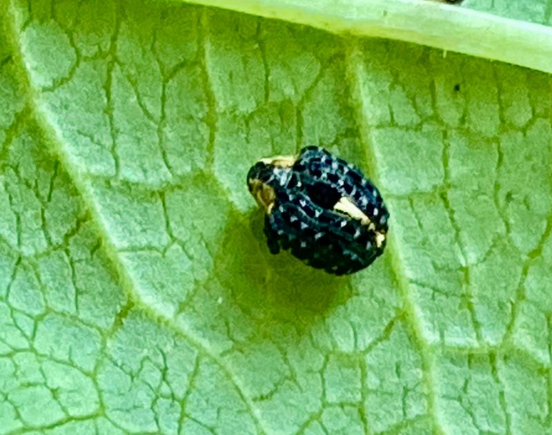 Vivlar - Curculionoinea