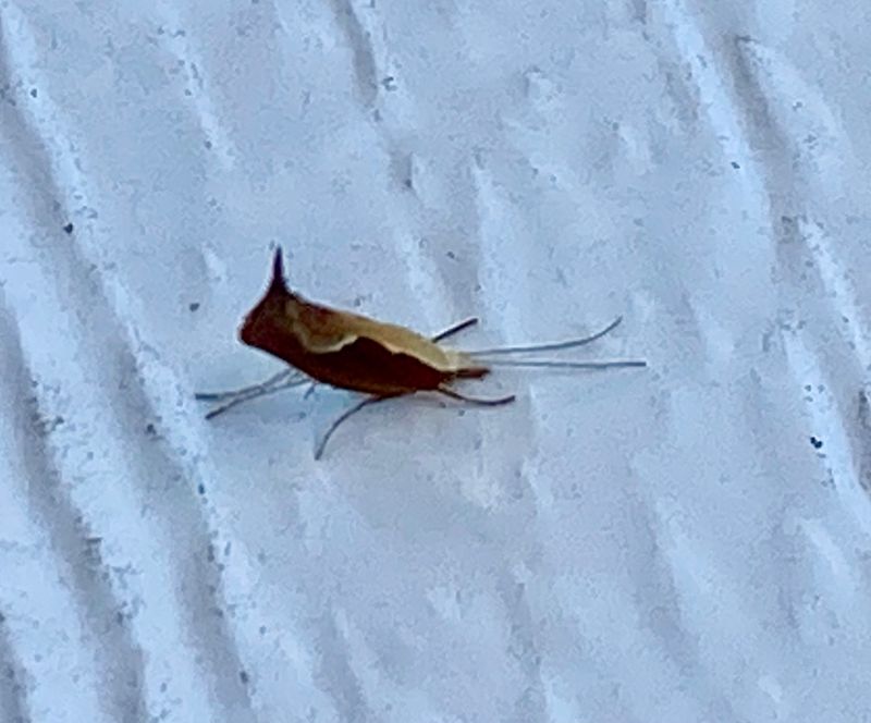 Moths - Sweden
