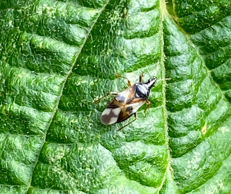 Skinnbaggar - Heteroptera
