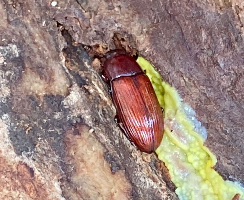 Svartbaggar - Tenebrionidae