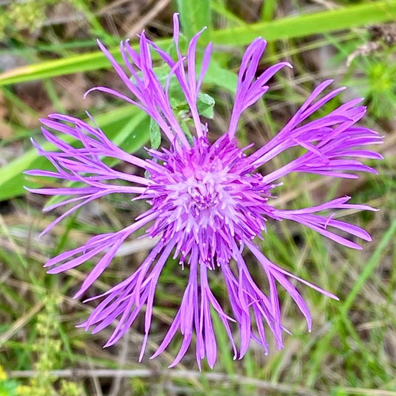 Rosa  blommor