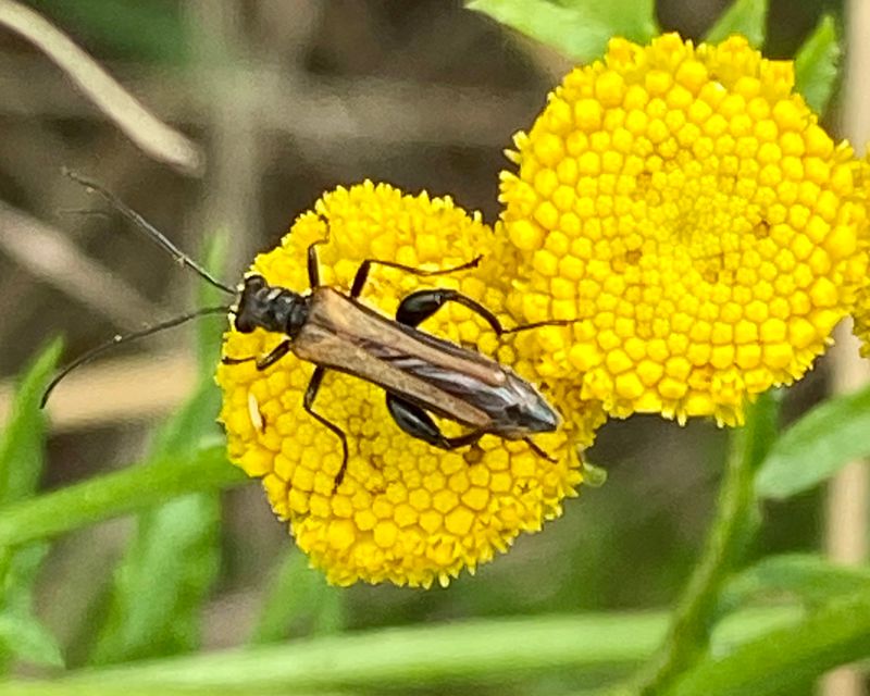 Blombaggar - Oedemeridae