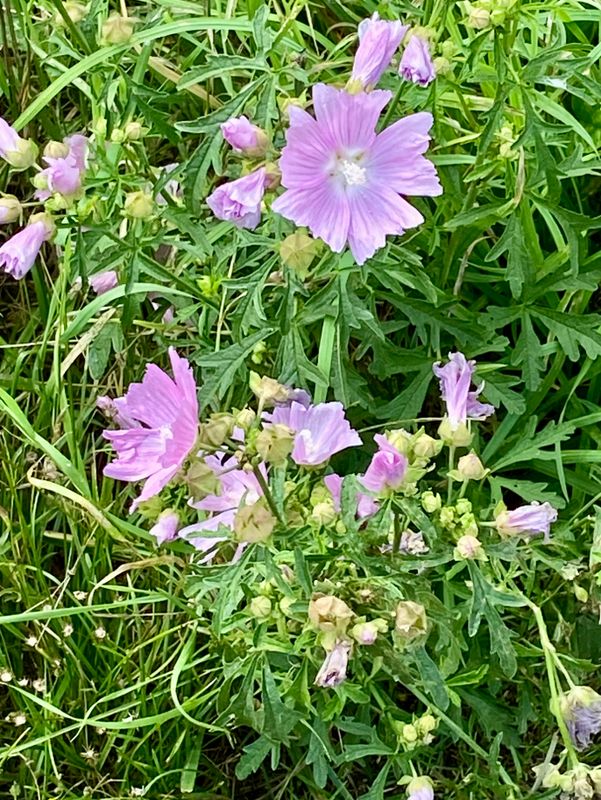 Rosa blommor
