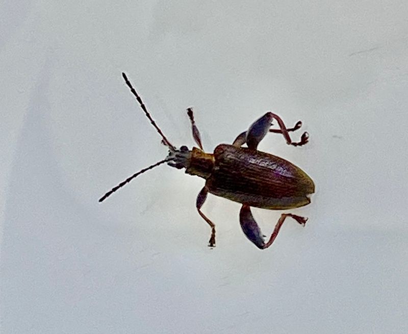 Bladbaggar - Chrysomelidae