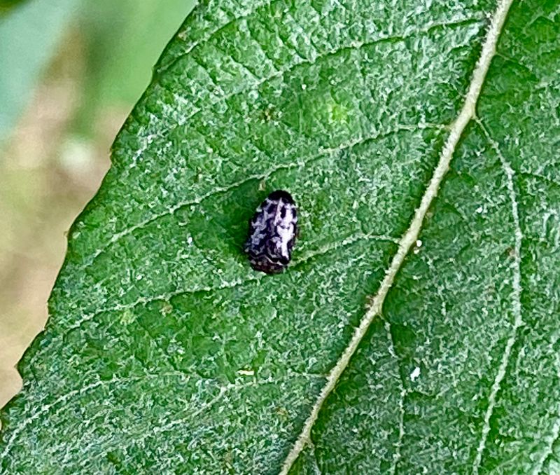 Praktbaggar - Buprestidae