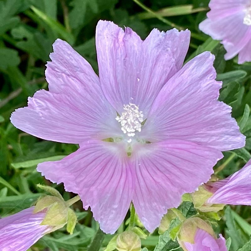 Rda blommor