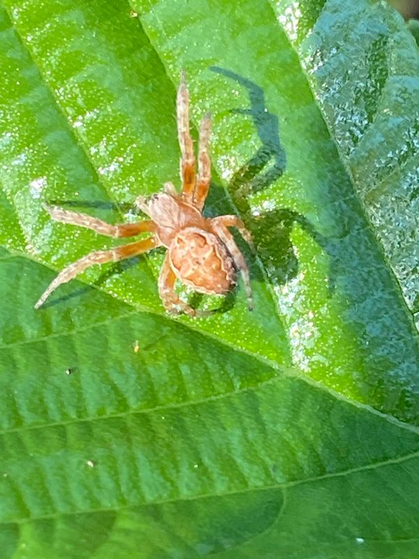 Hjulspindlar - Araneidae   