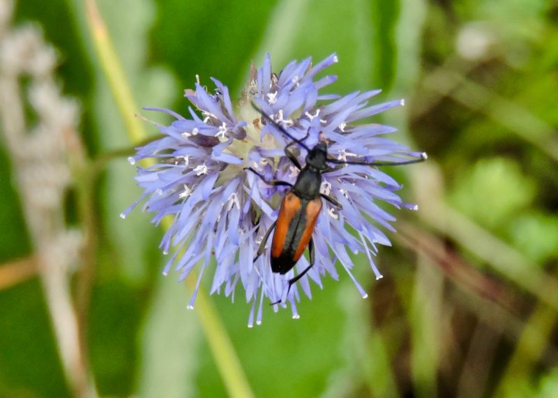 Lnghorningar- Cerambycidae