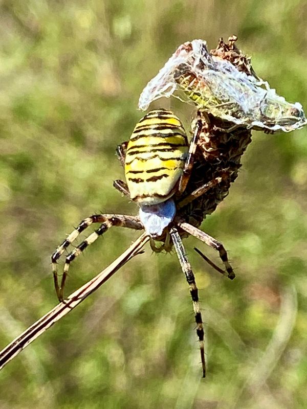 Hjulspindlar - Araneidae