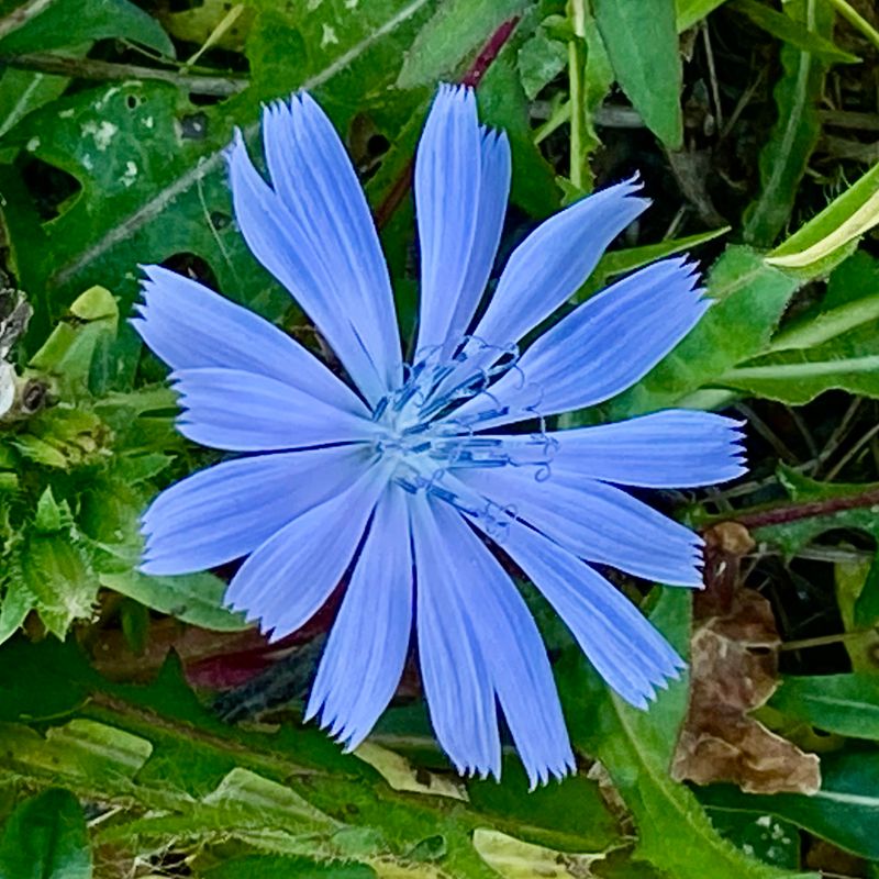 Bl blommor