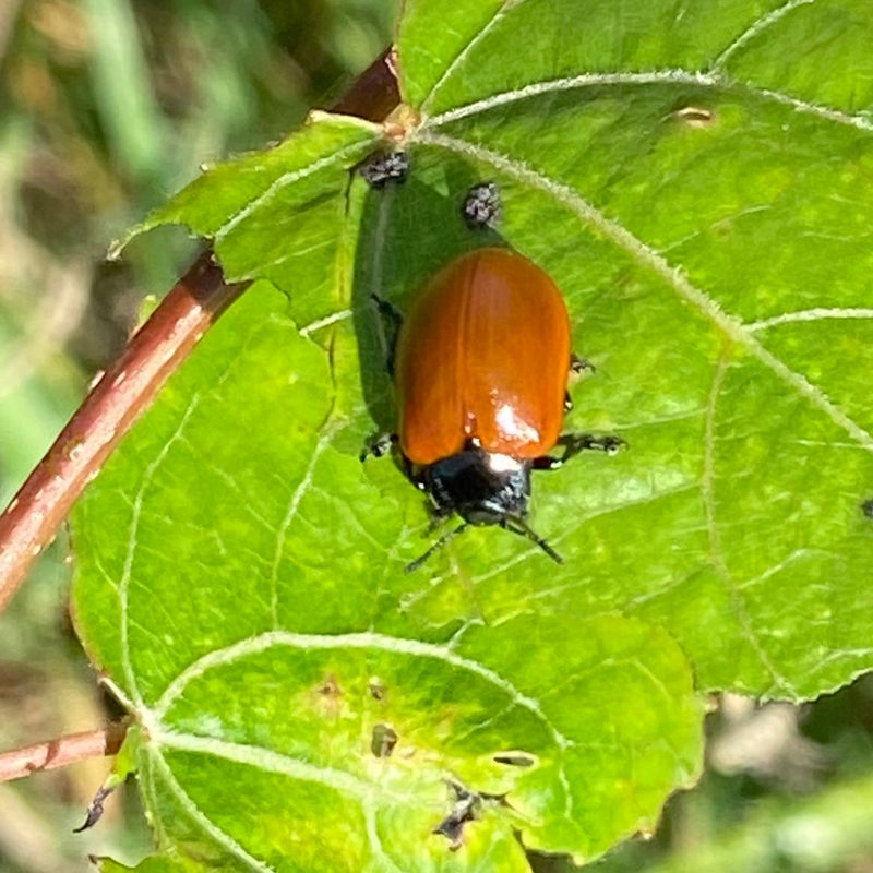 Glansbaggar - Nitidulidae