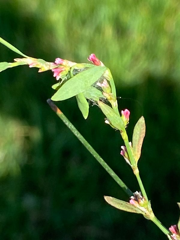 Rosa  blommor