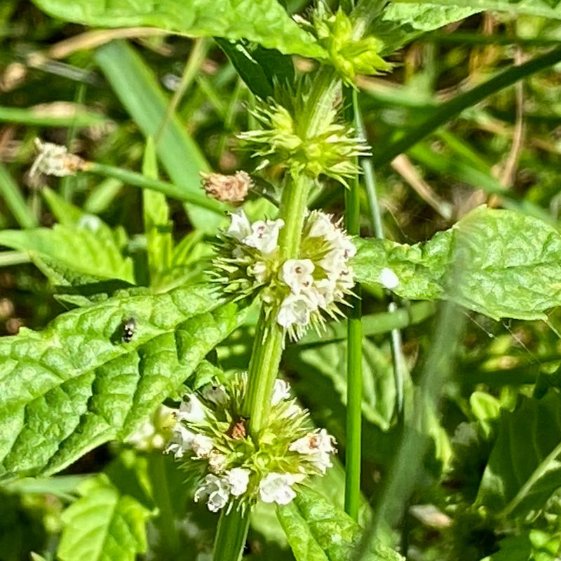 Vita blommor