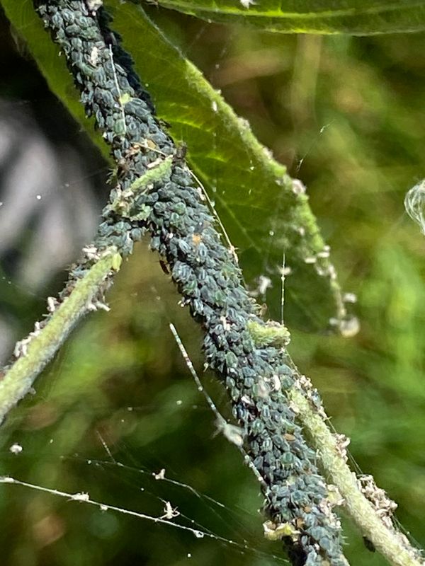 Various Insects - Sweden