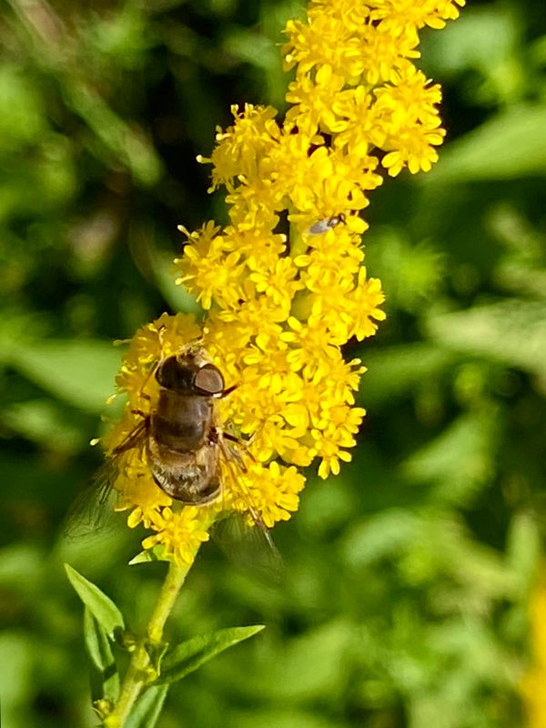 Gula blommor